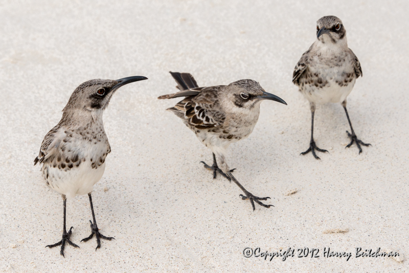 3348 3 mocking birds ready to dance.jpg